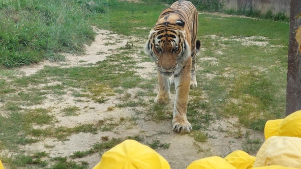 Planalto - Passeio de final do ano dos 3 anos ao Zoo de Santo Inácio