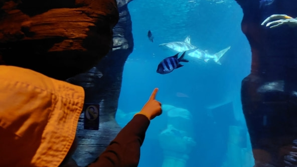 Planalto - Visita de estudo dos 4 anos ao Sea Life